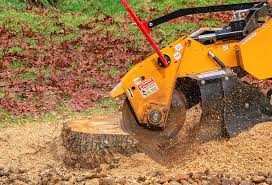 How Our Tree Care Process Works  in  Loyalhanna, PA