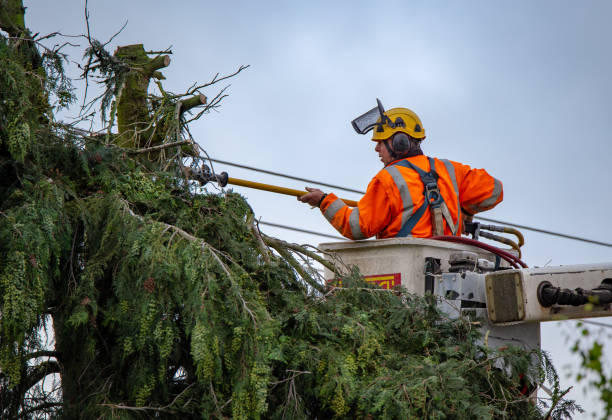Best Storm Damage Tree Cleanup  in Loyalhanna, PA