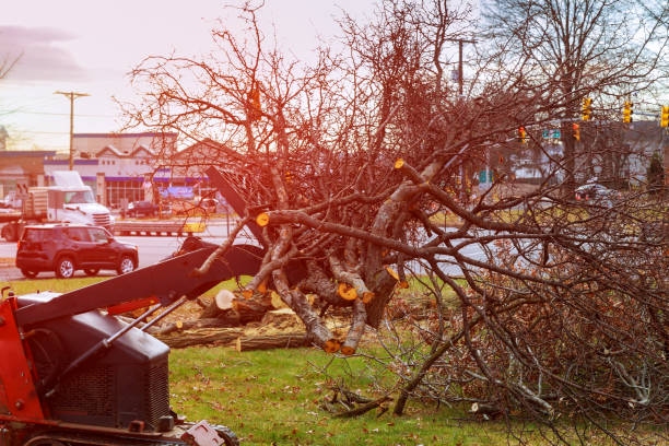 Reliable Loyalhanna, PA Tree Care Solutions
