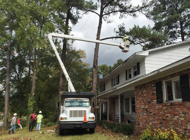 Best Tree and Shrub Care  in Loyalhanna, PA