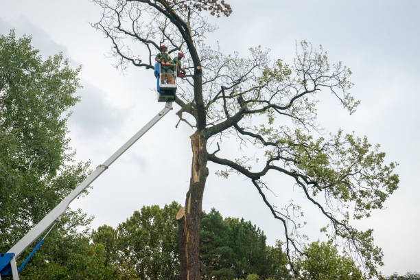 Best Arborist Consultation Services  in Loyalhanna, PA