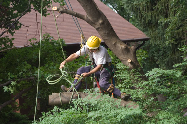 Best Tree Risk Assessment  in Loyalhanna, PA