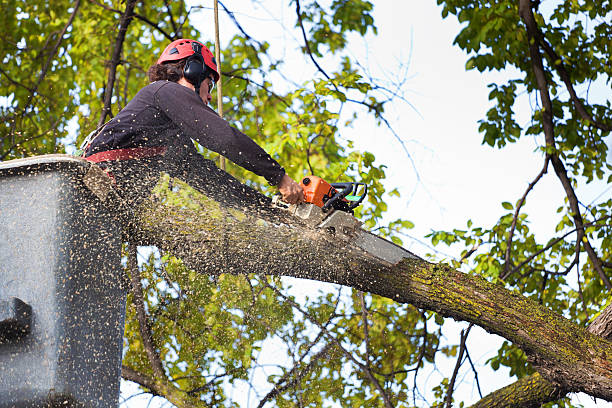 Best Tree Trimming and Pruning  in Loyalhanna, PA